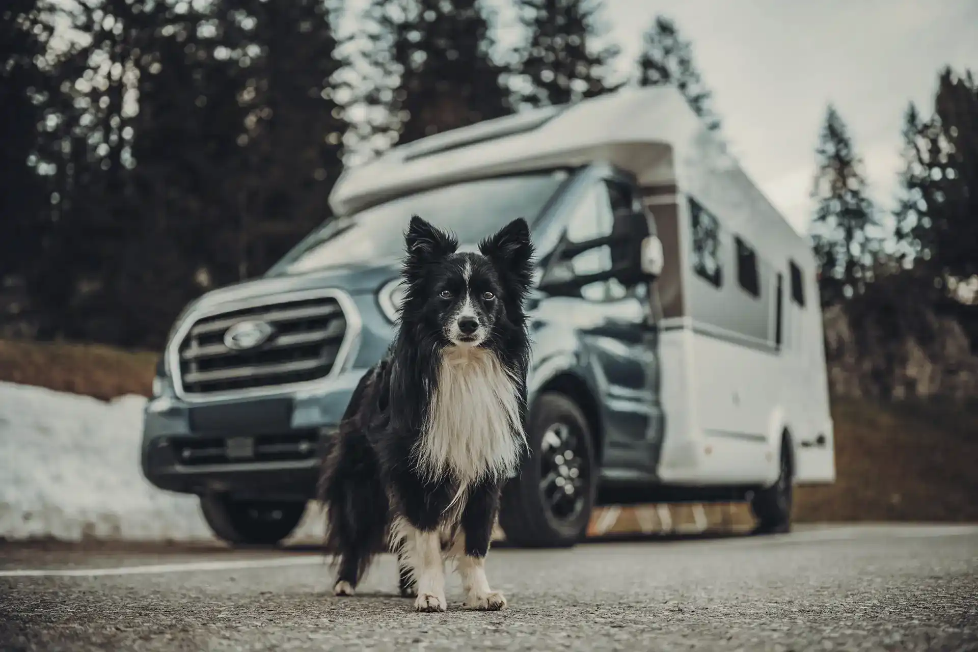 Hond voor een gehuurde camper in een natuurgebied